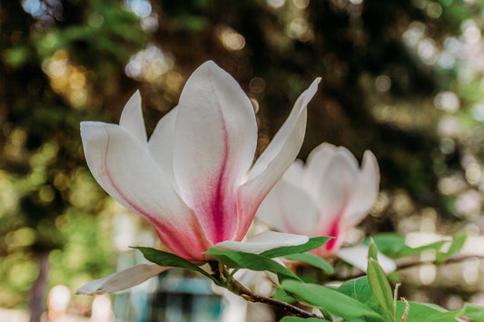 Magnolija 'Eternal Flames'