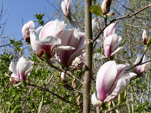 Magnolija 'Eternal Flames'