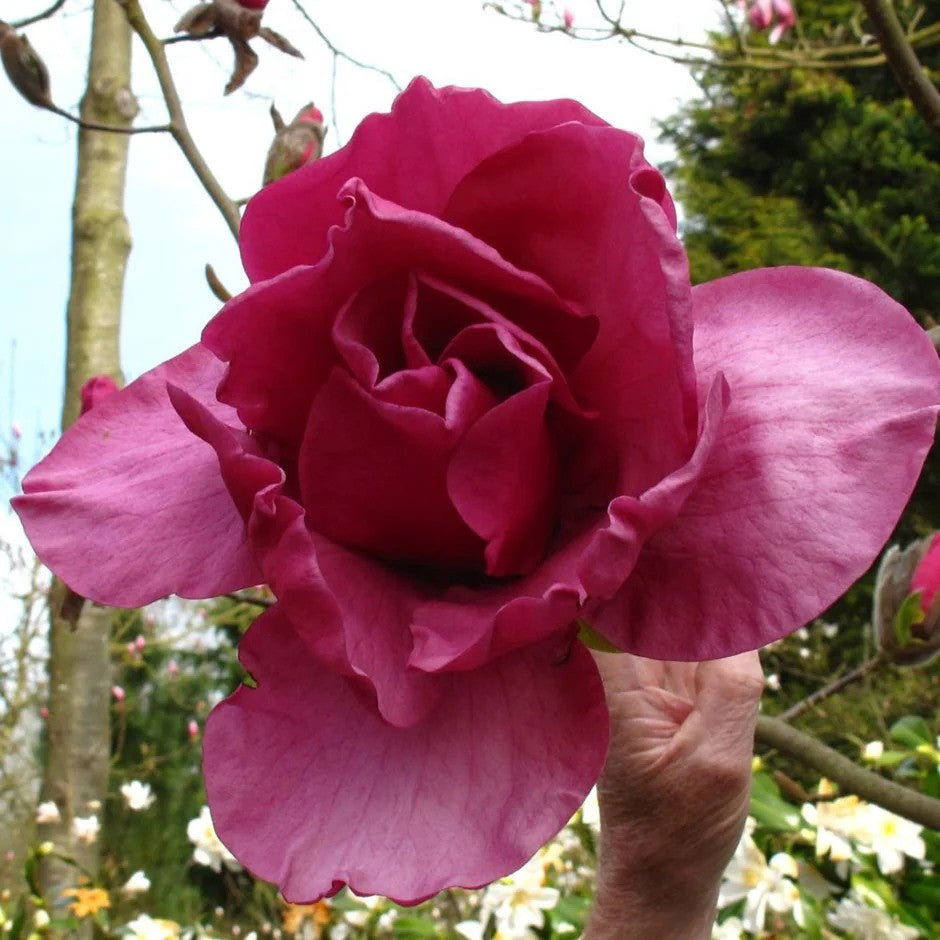 Magnolija 'Felix Jury'