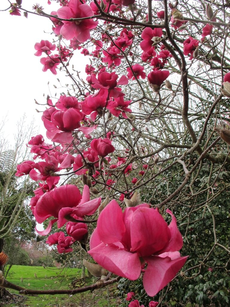 Magnolija 'Felix Jury'