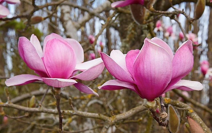 Magnolija 'Forrest's Pink'