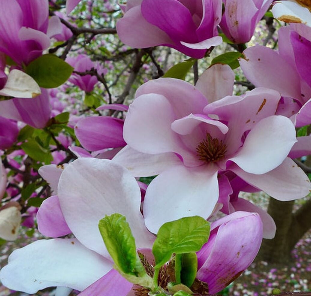 Magnolija 'Joe McDaniel'