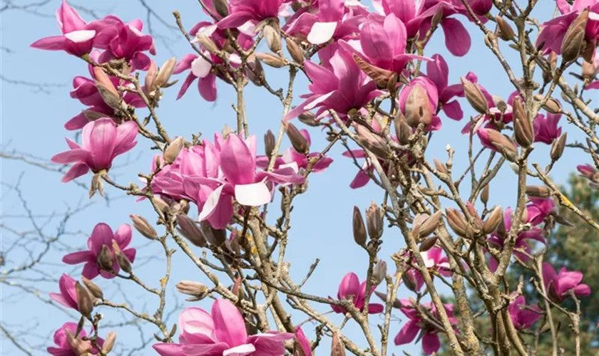 Magnolija 'Joe McDaniel'