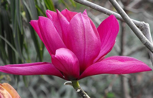 Magnolija 'Livingstone'