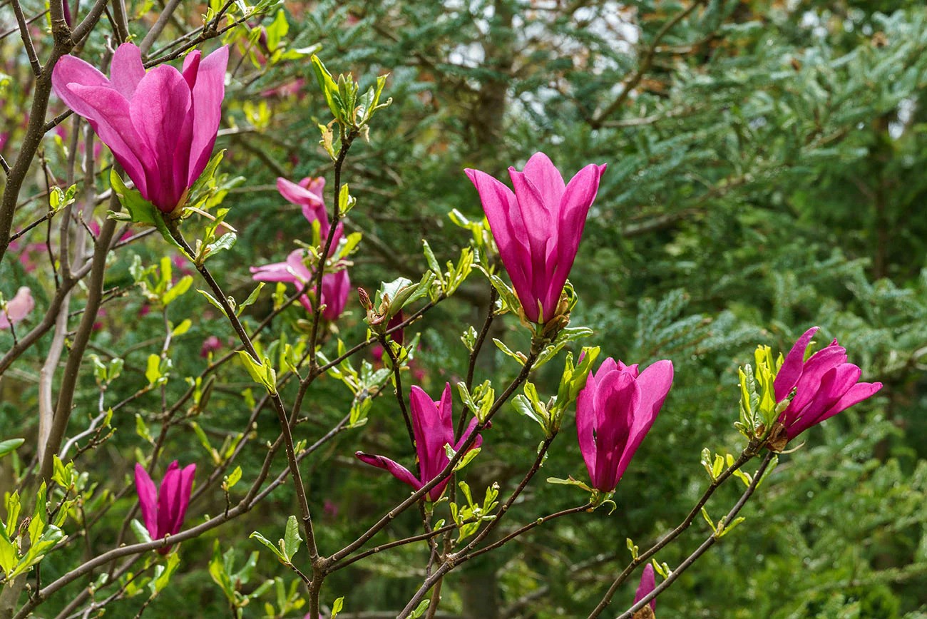 Magnolija 'Livingstone'