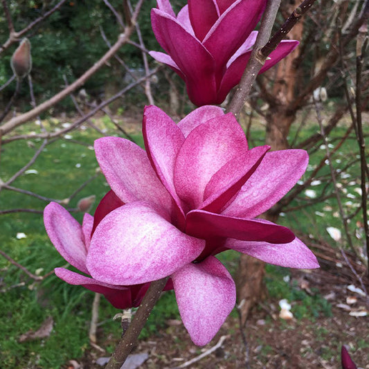 Magnolia 'Starburst'