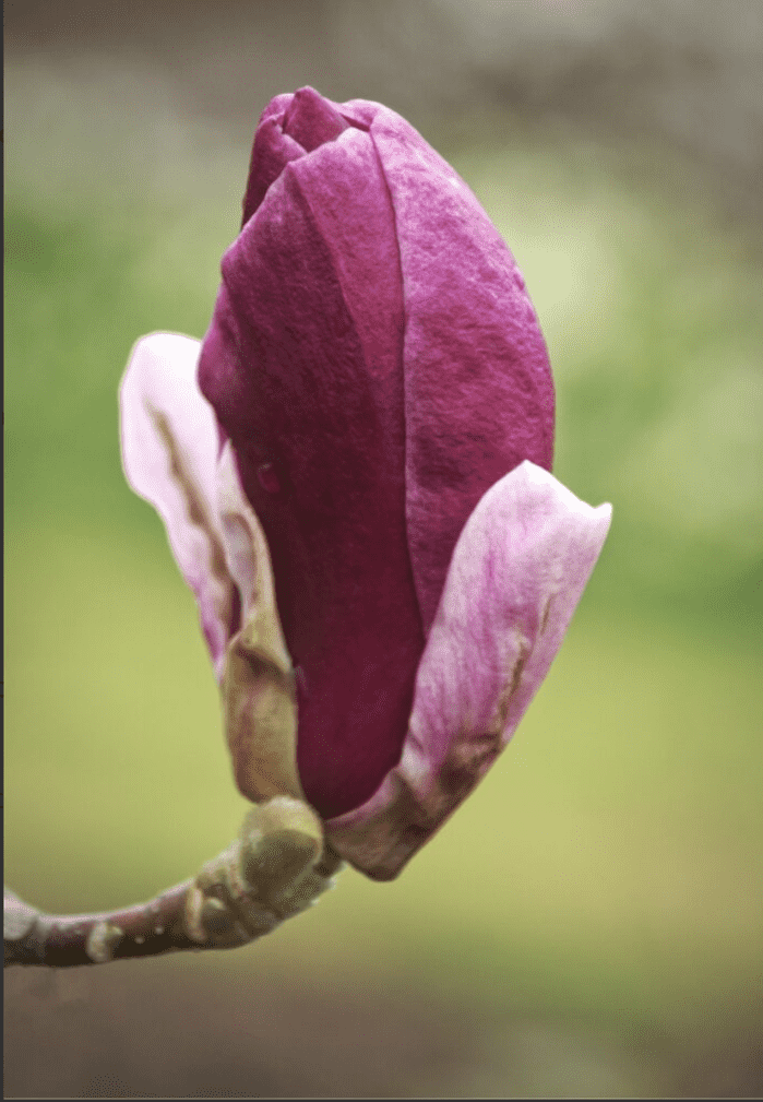 Magnolija 'Forrest's Pink'