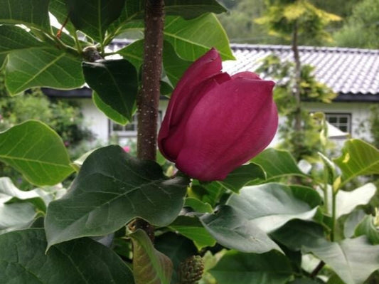 Magnolija 'Olav Kalleberg'