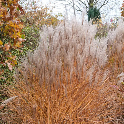 Miskante ‘Kleine Silberspinne’