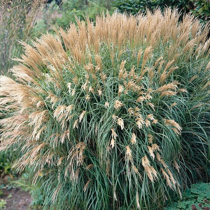 Miskante ‘Yakushima Dwarf’