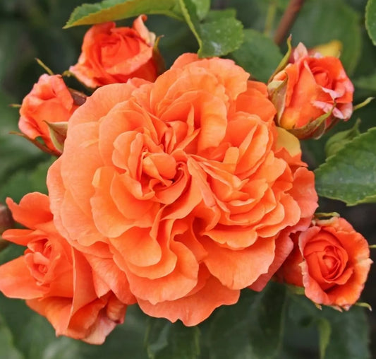 Roze Orangerie®