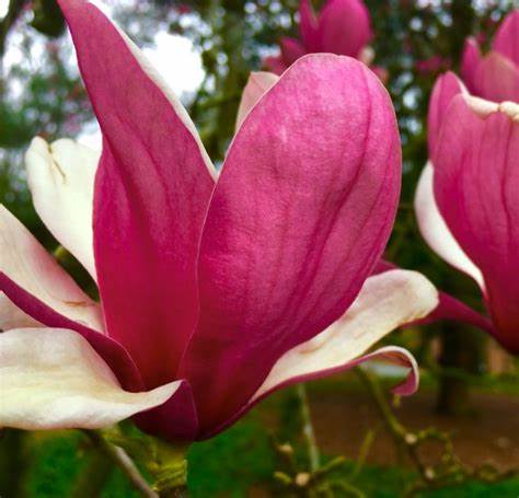 Magnolija soulangeana Pickards Ruby