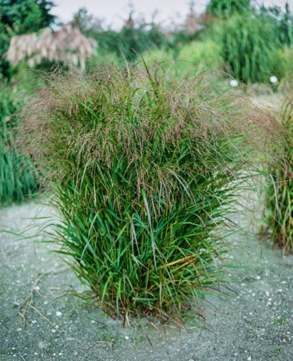 Sāre ‘Squaw’
