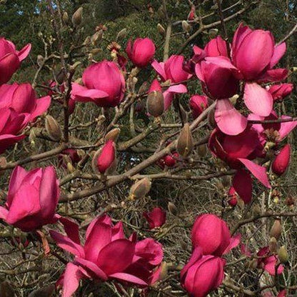 Magnolija Red as Red