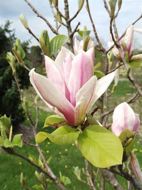 Magnolija 'Toro'