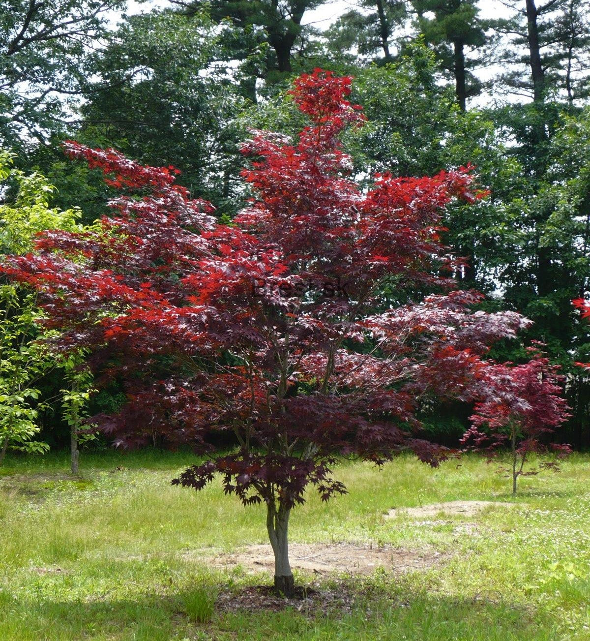 Japānas kļava 'Bloodgood'