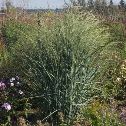 Sāre ‘Dewey Blue’