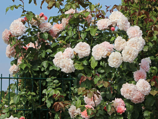 Roze 'Rose De Tolbiac'