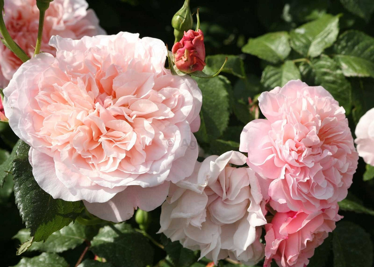 Roze 'Rose De Tolbiac'