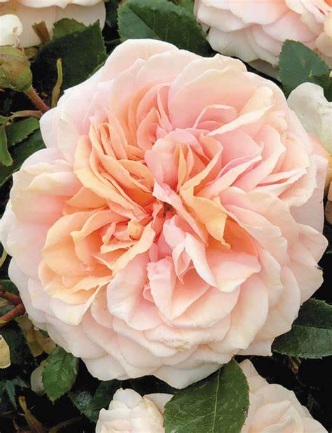 Roze 'Garden Of Roses'