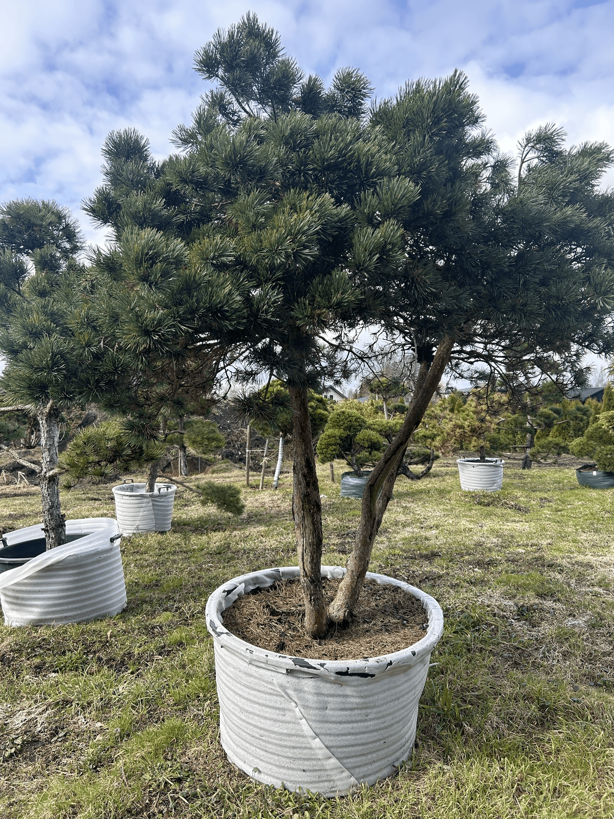Pinus sylvestris 'Watereri' Bonsai-Niwaki 2x1.6m