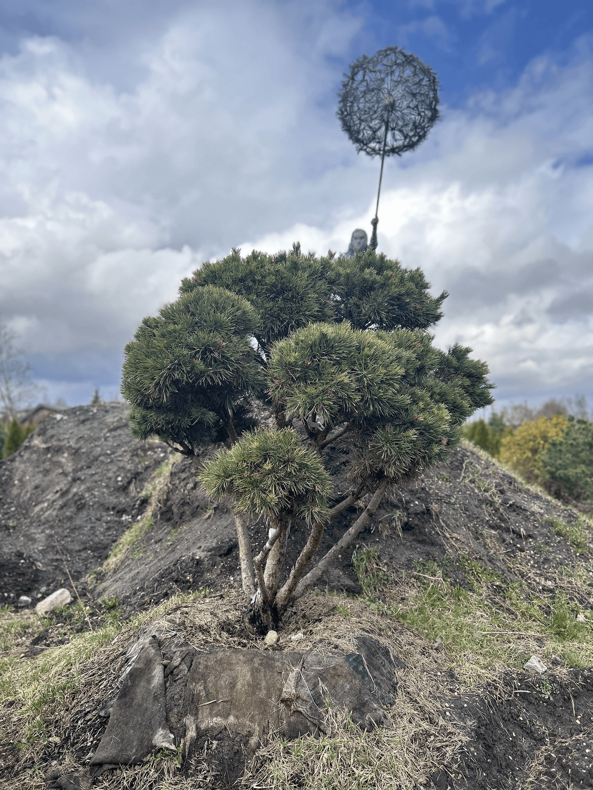 Pinus sylvestris 'Watereri' Bonsai-Niwaki 1.7x1.7m (2.)