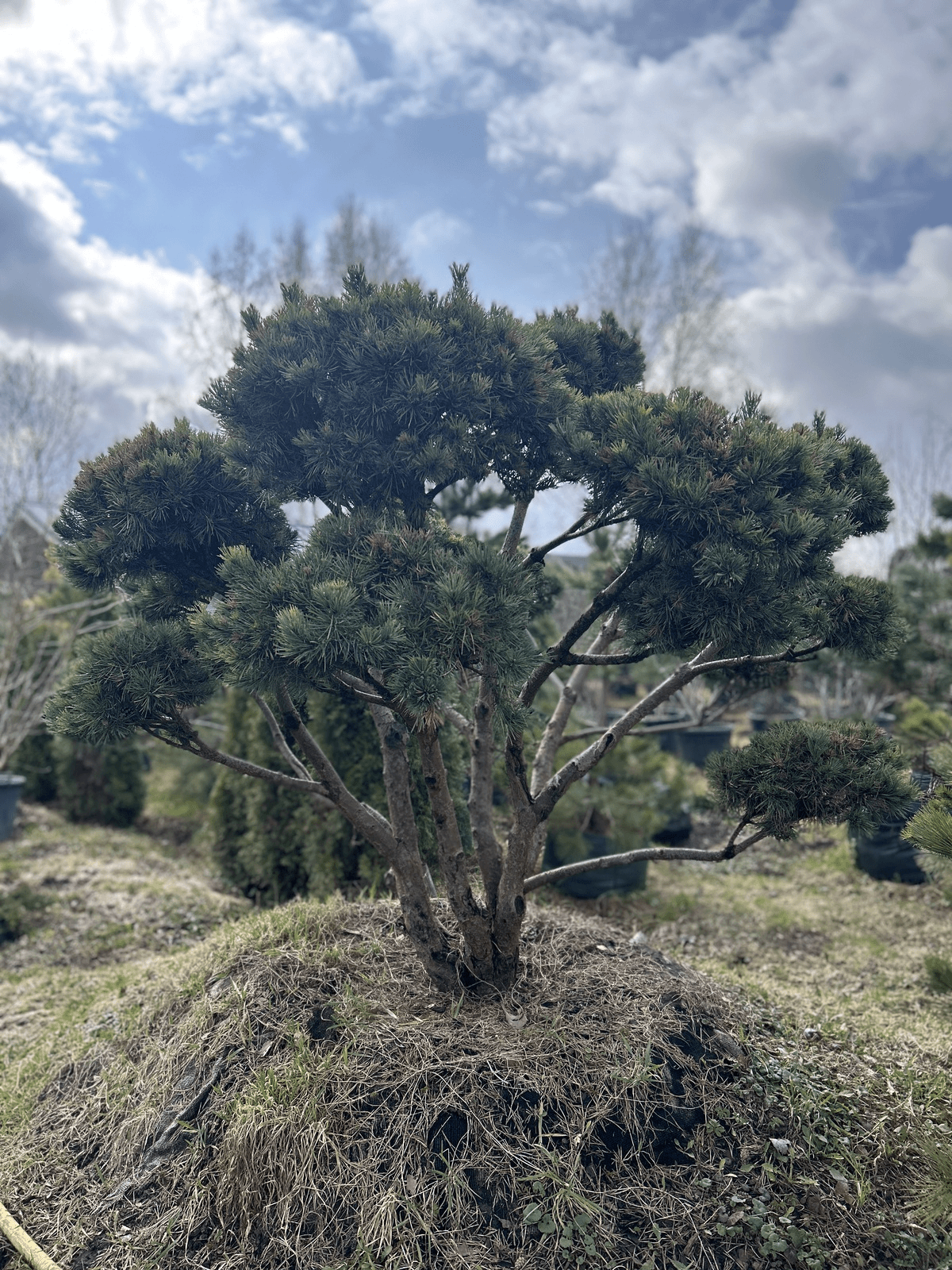 Pinus sylvestris 'Watereri' Bonsai-Niwaki 1.8x2.1m
