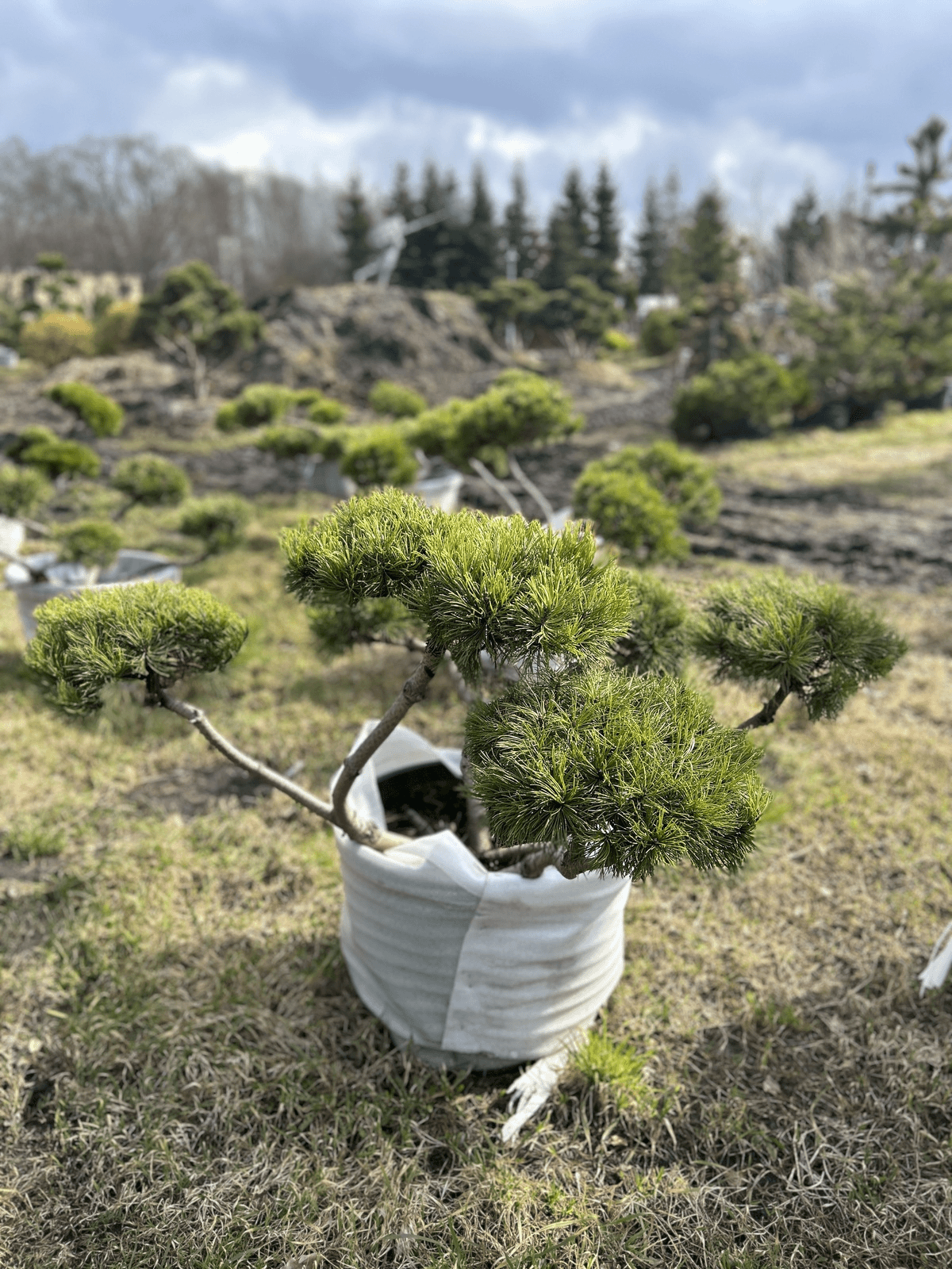 Pinus mugo ''Mughus'' 0.8x0.9m