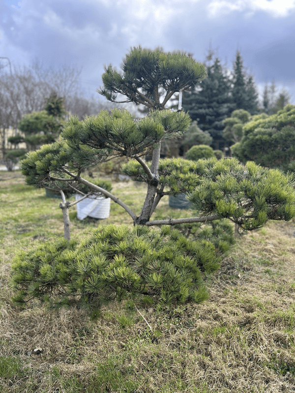 Pinus Nigra 2.6x2.2m