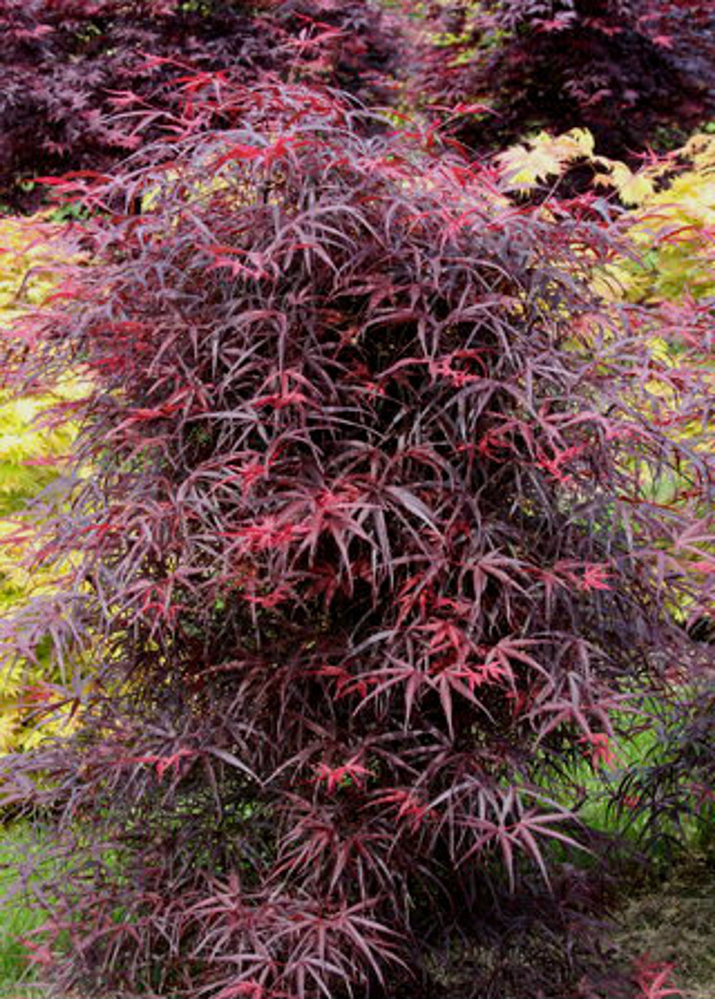 Japānas kļava 'Hupp's Red Willow'