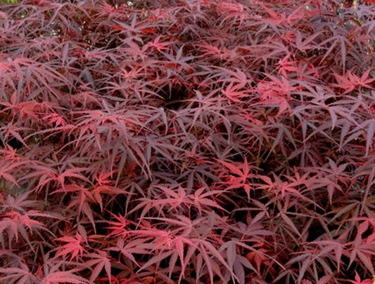 Japānas kļava 'Hupp's Red Willow'