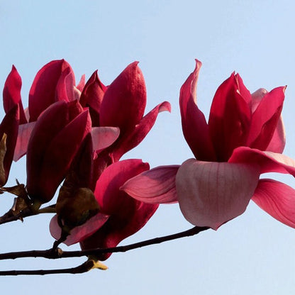 Magnolija Red as Red