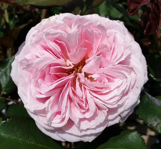 Roze Rosengräfin Marie Henriette®